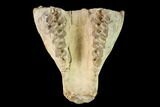 Oreodont (Merycoidodon) Skull Section - South Dakota #146174-2